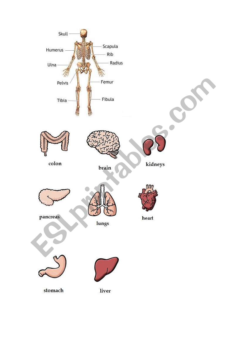 Human Body - Pictionary (4/4) worksheet