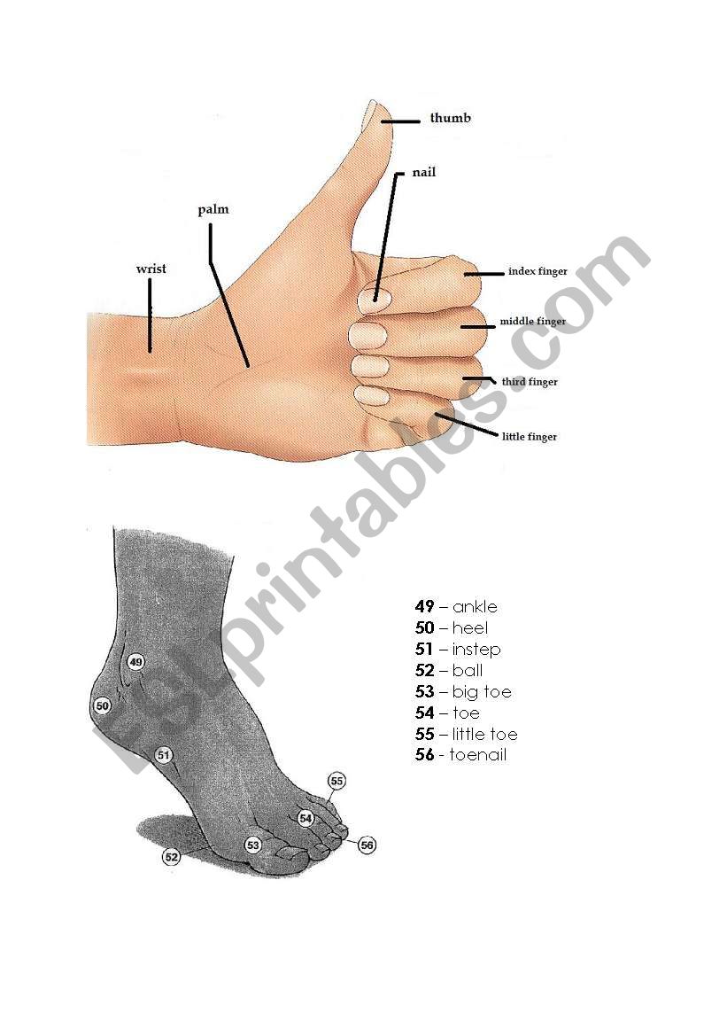 Human Body - Pictionary (3/4) worksheet