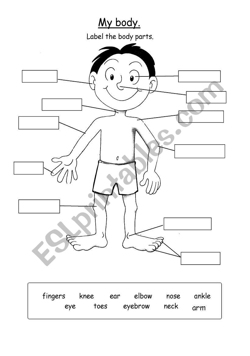 13 Esl Body Parts Printable Worksheet Images Methodsofbusinesssuccess