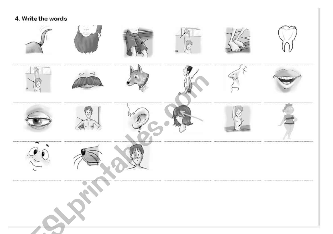 YLE Movers: Body 3 worksheet