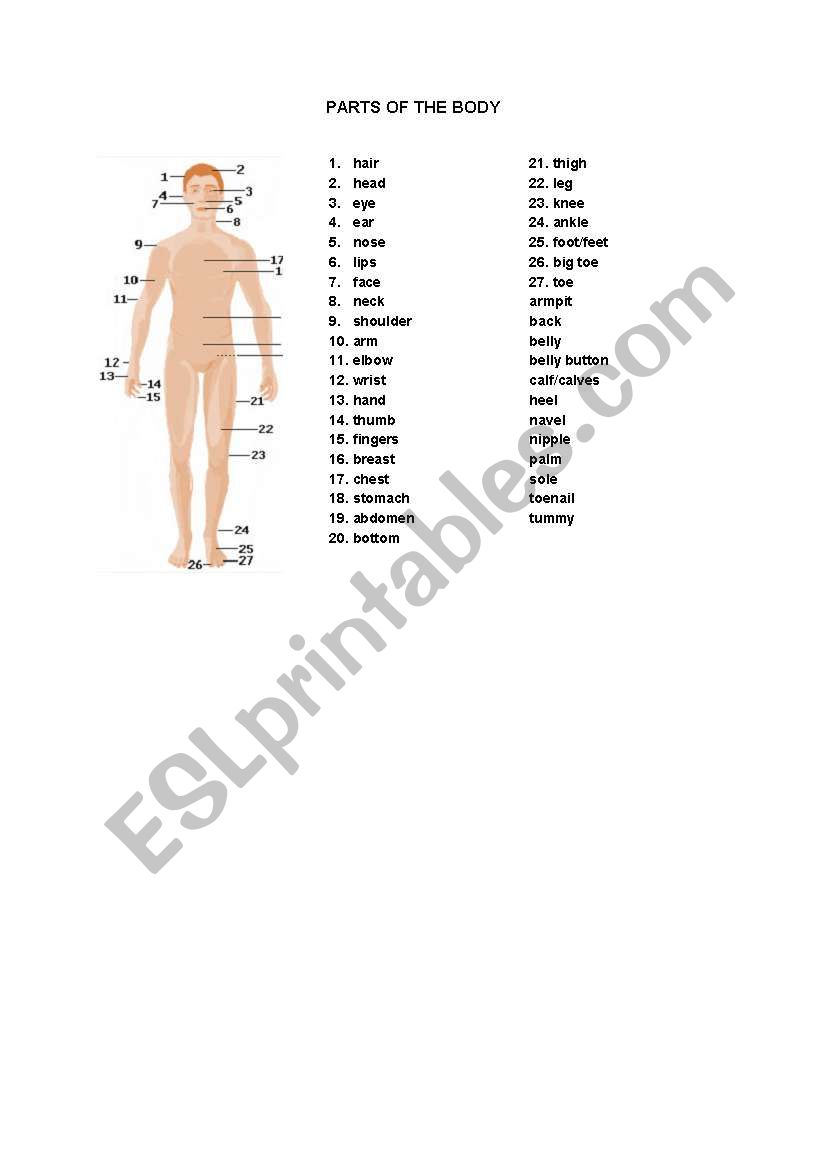 The parts of the body worksheet