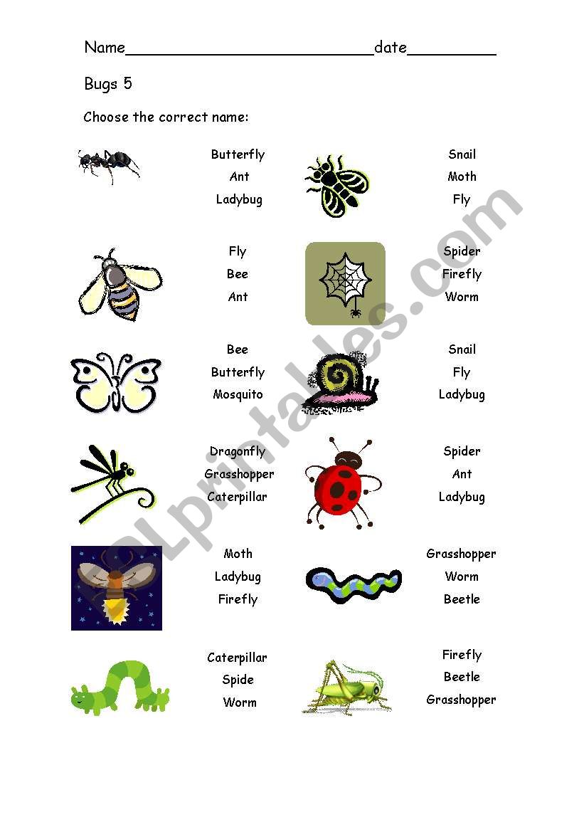 Bugs 5 worksheet