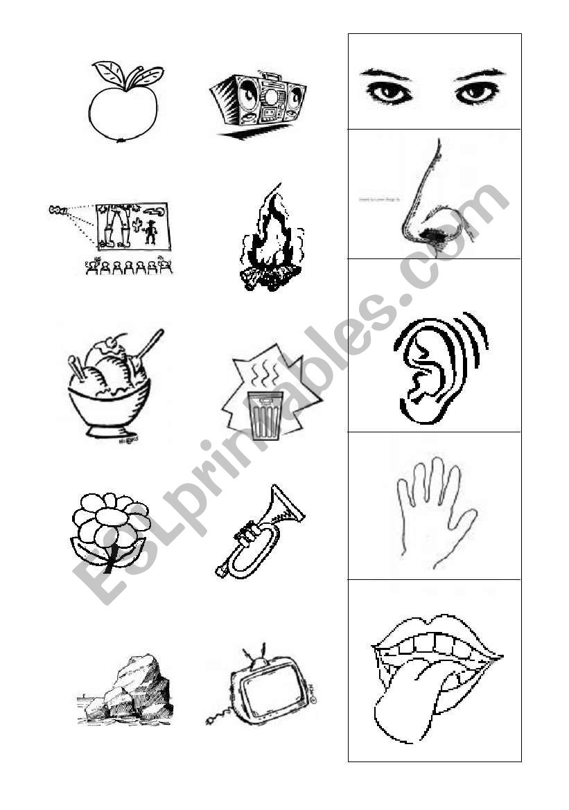 five senses worksheet