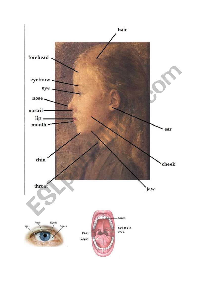 Human Body - Pictionary (2/4) worksheet