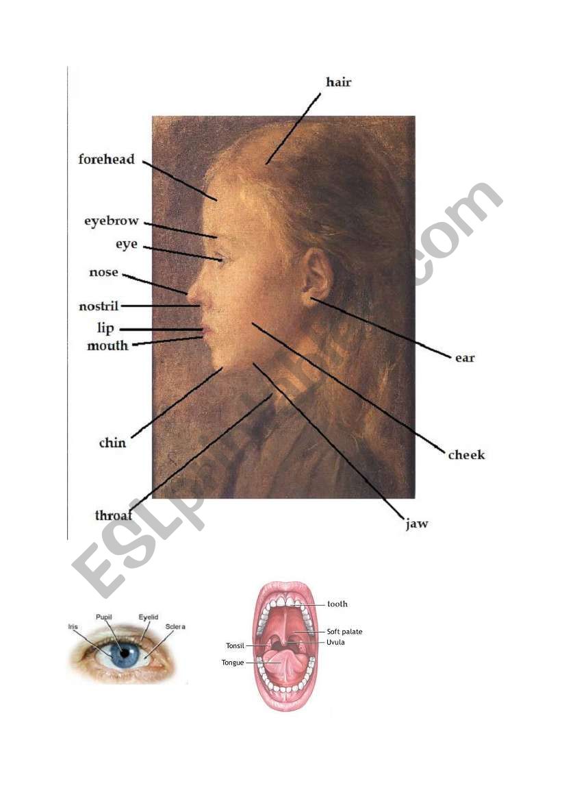 Human Body - Pictionary (2/4) worksheet