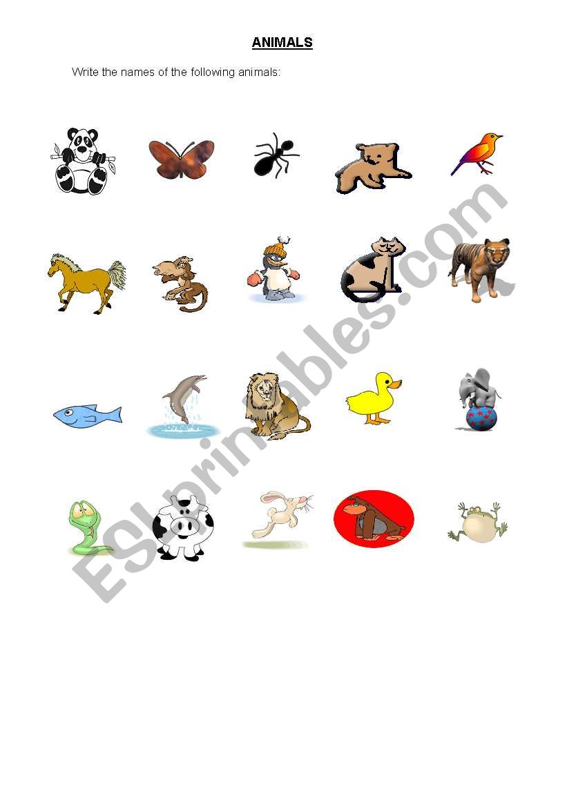 Animals worksheet