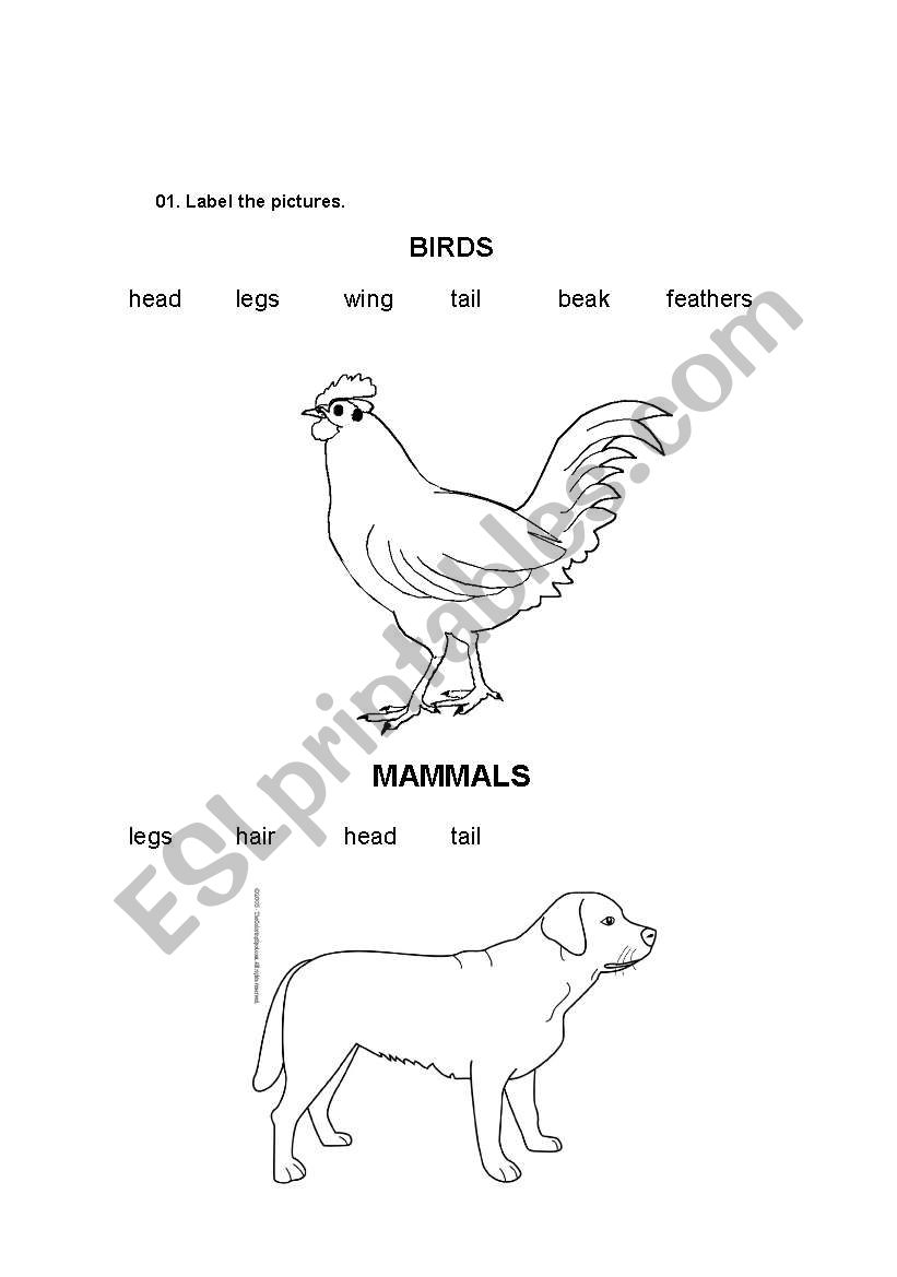 animal body parts worksheet