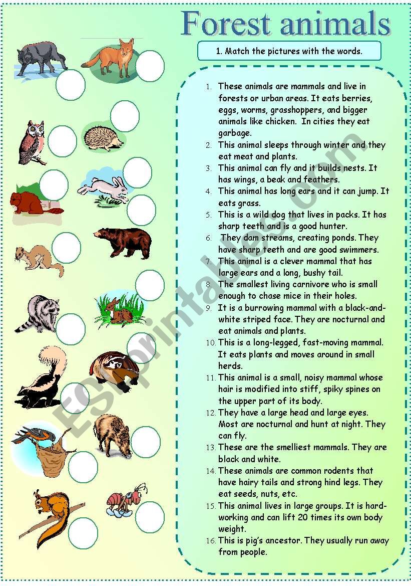 Forest animals matching exercise