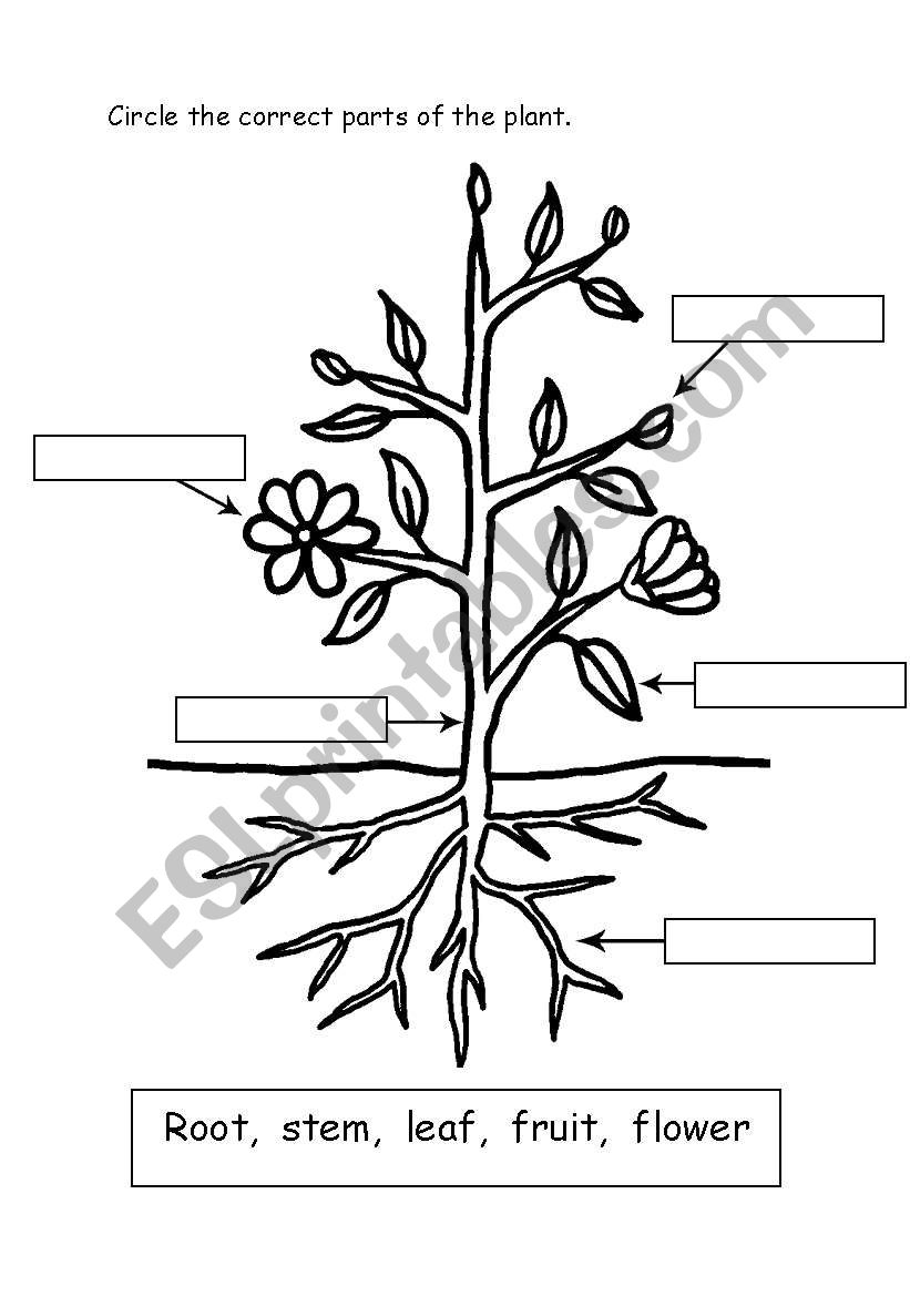 Parts of Plant worksheet