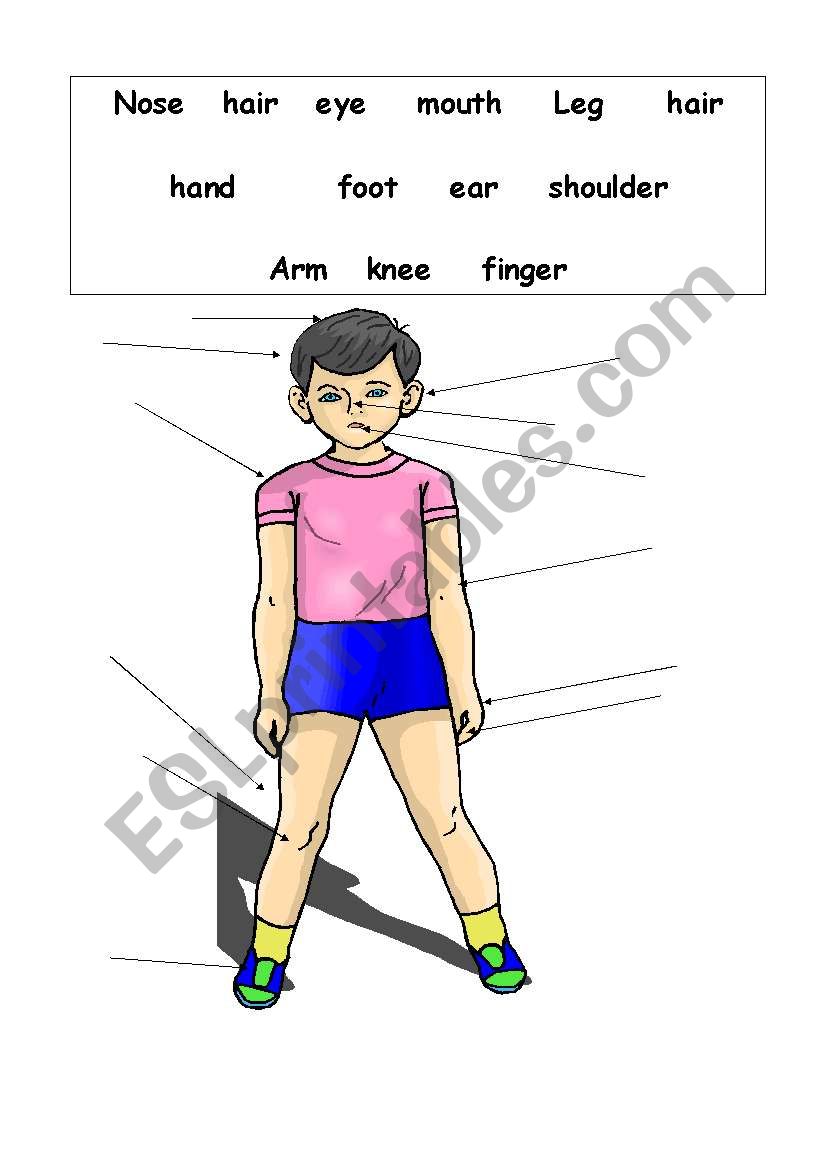 parts of the body worksheet