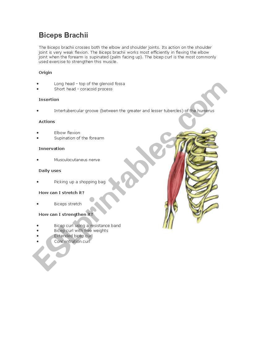 Bicep Brachii worksheet