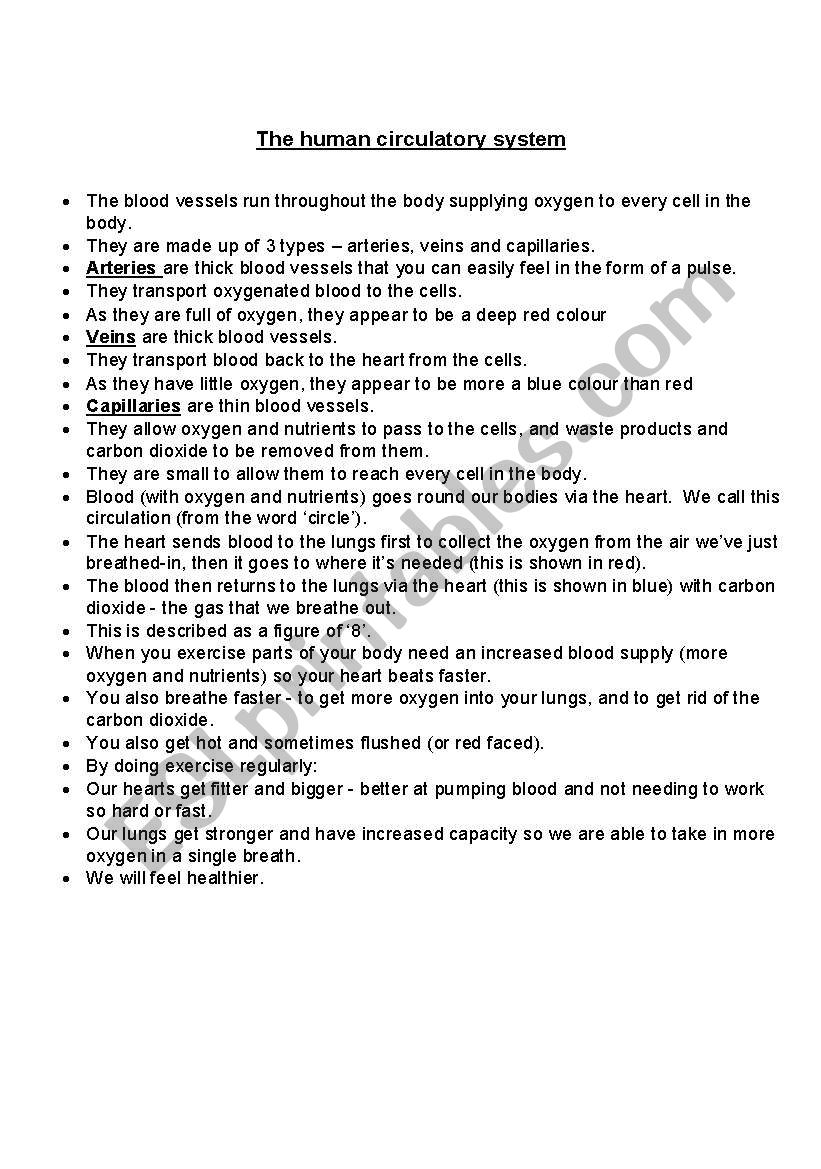 The circulatory system worksheet