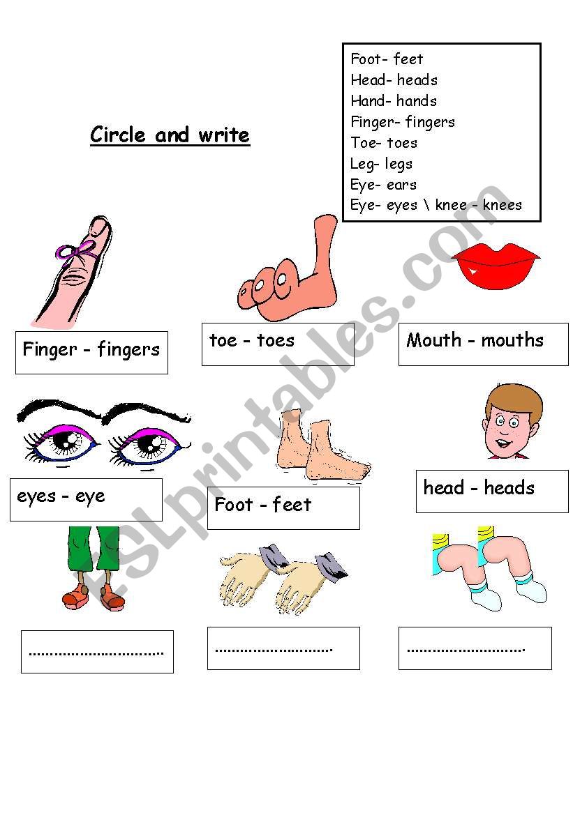 singlur or plurals worksheet