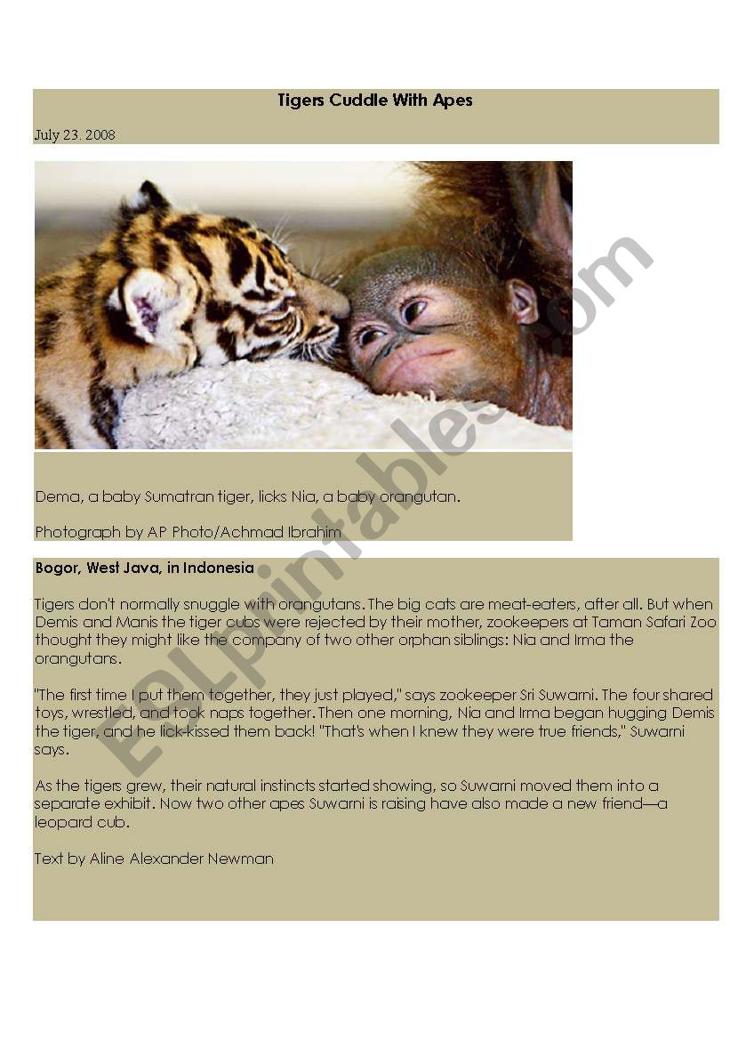tigers cuddle with apes worksheet