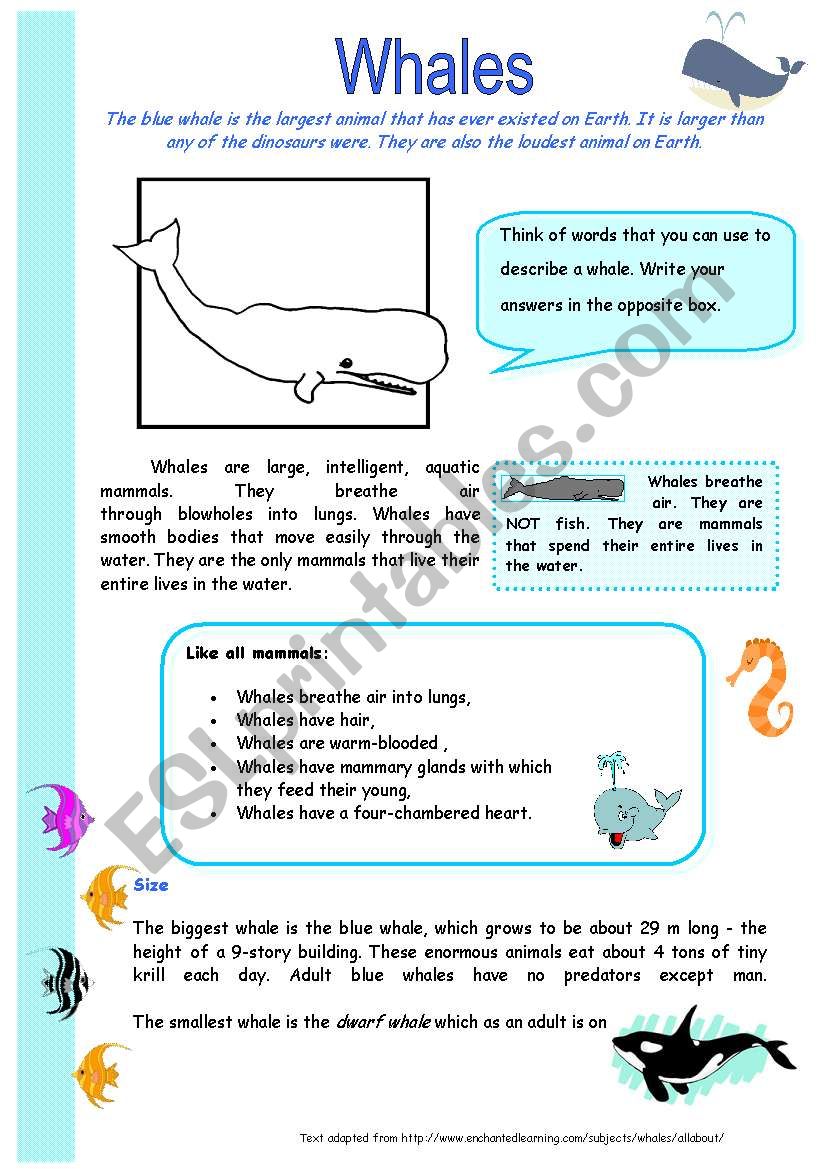 Whales worksheet