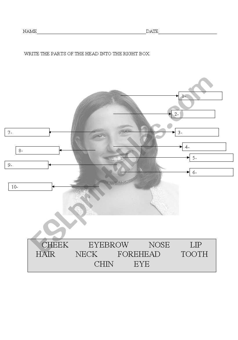 parts of the head worksheet