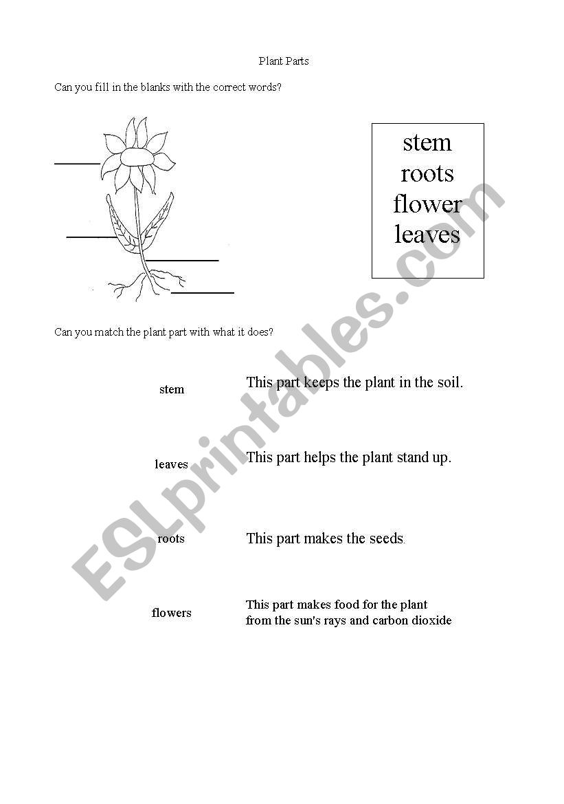 Parts of a Plant worksheet