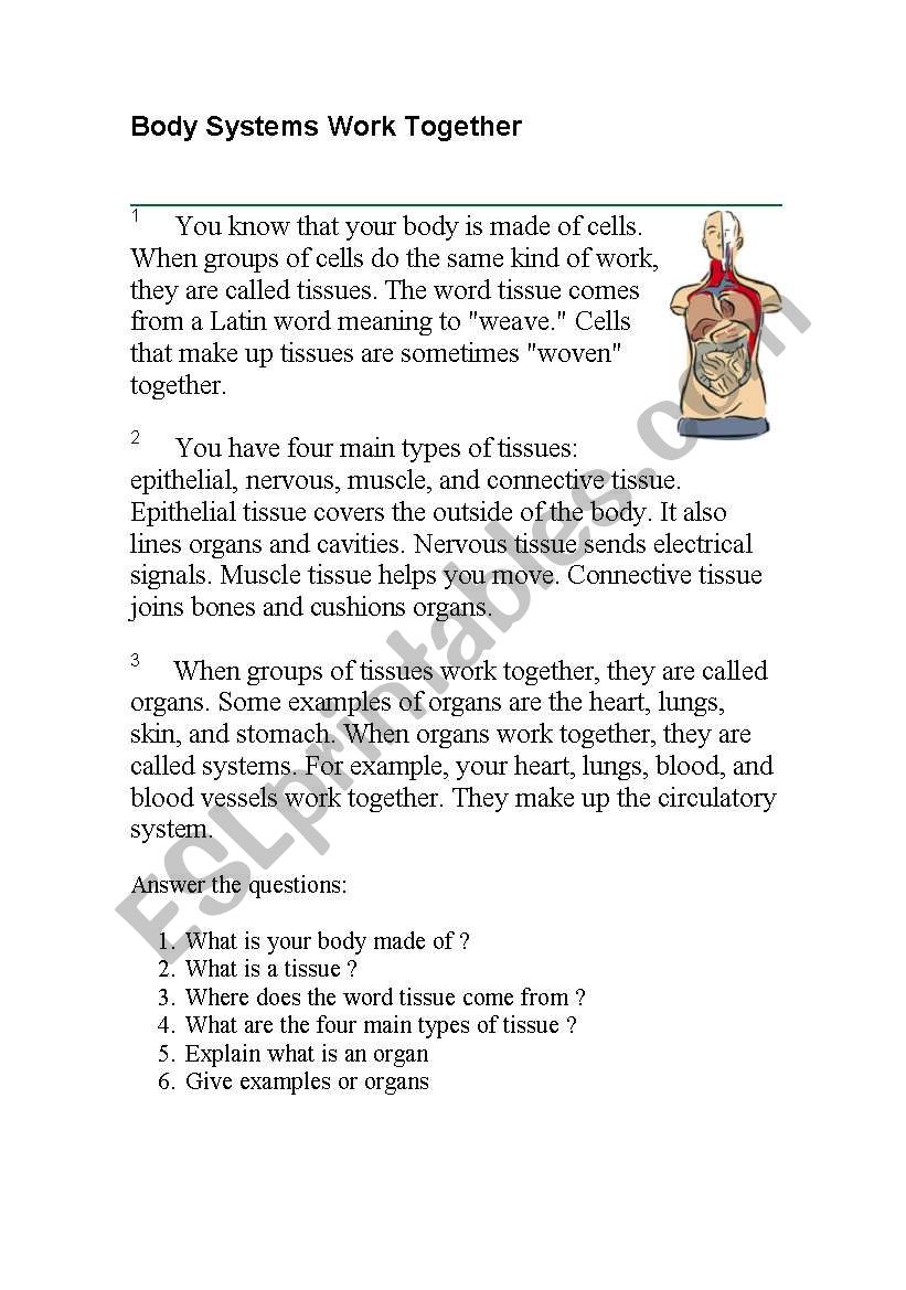 The Human Body worksheet