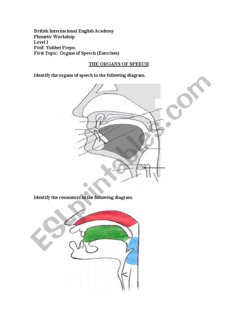 Organs of Speech worksheet