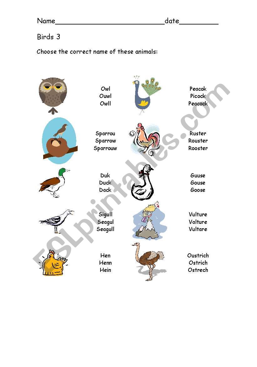 Birds 3 worksheet