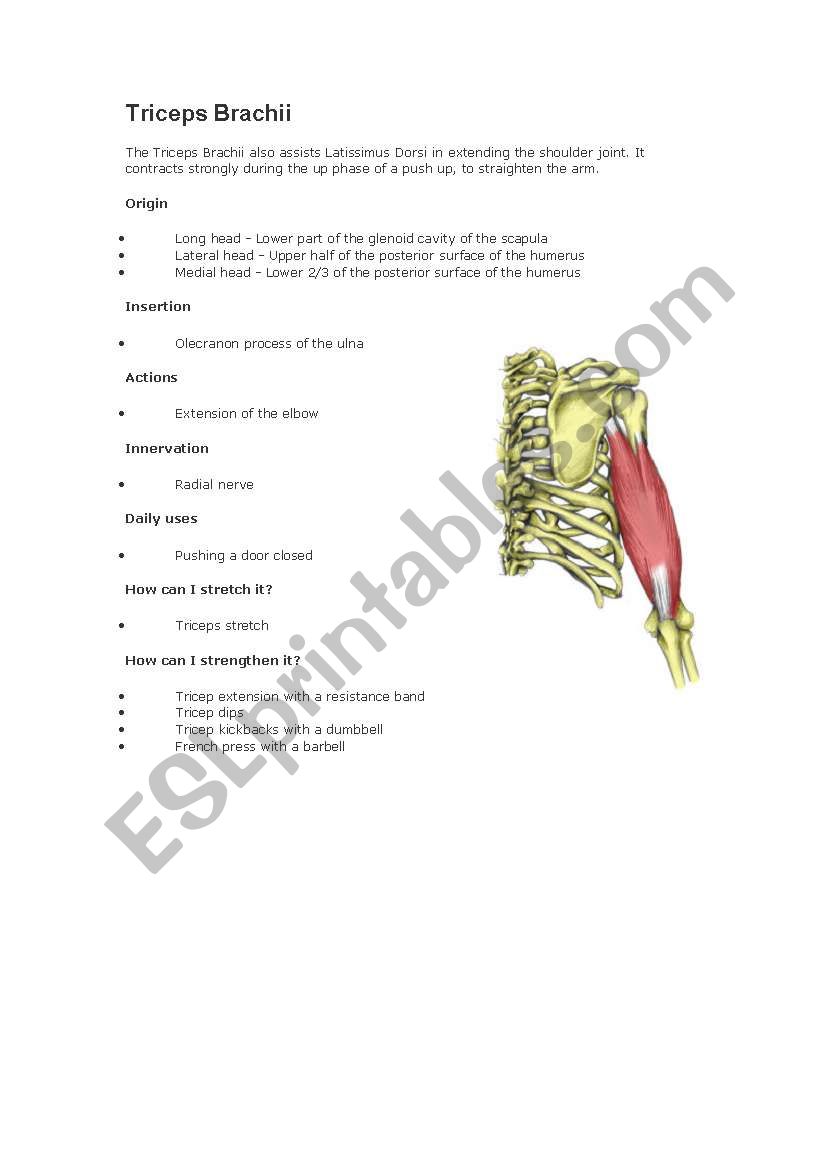 Tricep Brachii worksheet