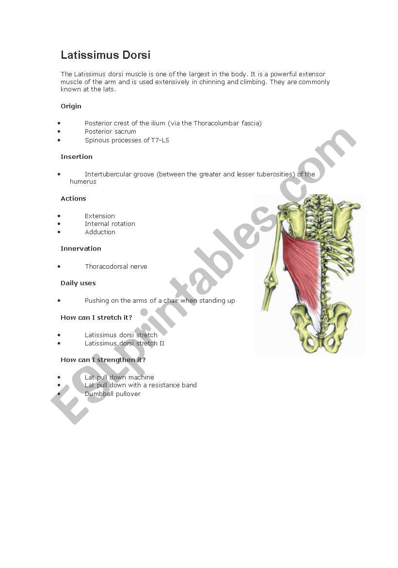 Latissimus Dorsi worksheet