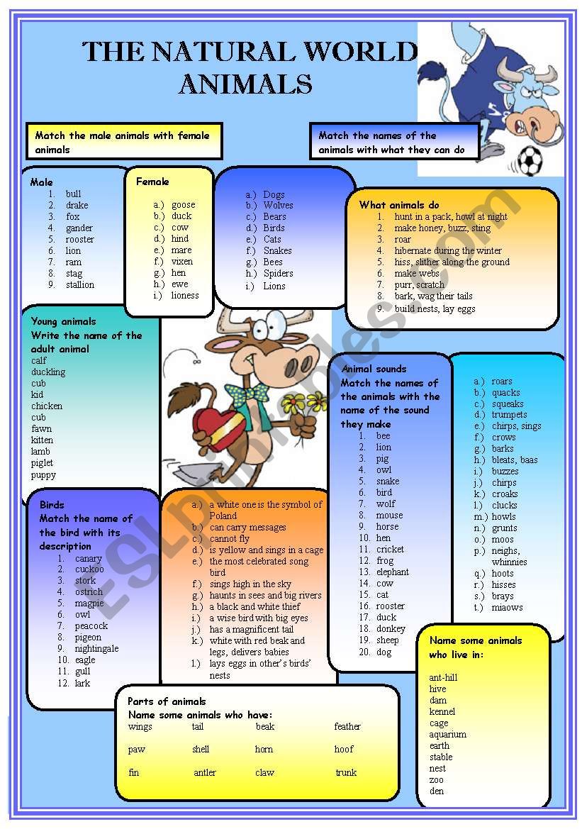 The natural world - Animals worksheet