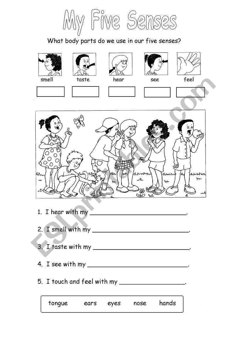 My five senses worksheet