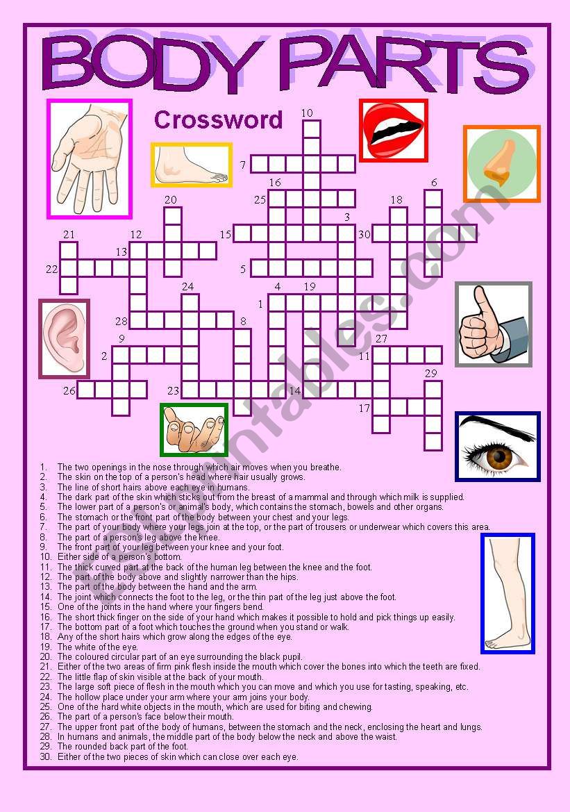 Crossword body parts worksheet