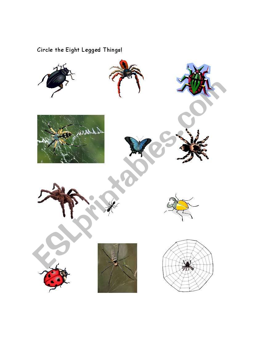 Insects worksheet