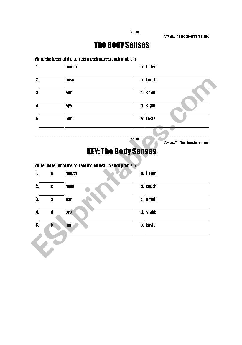 human body senses worksheet