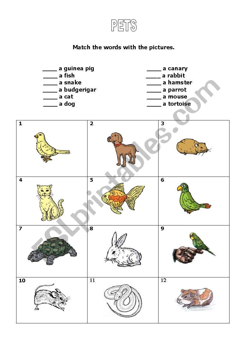 Pets worksheet