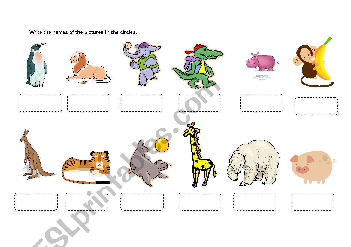 zoo animals worksheet