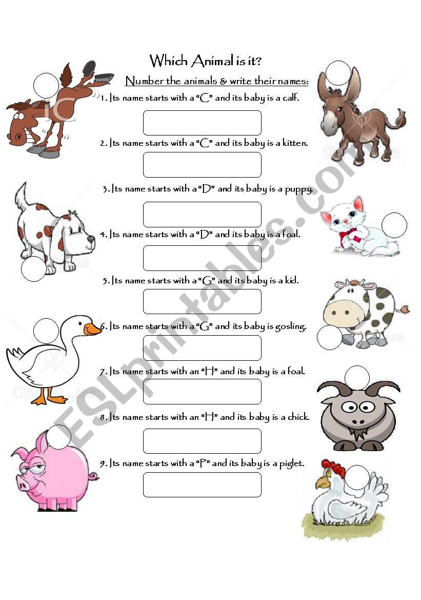 Which Animal is it? worksheet