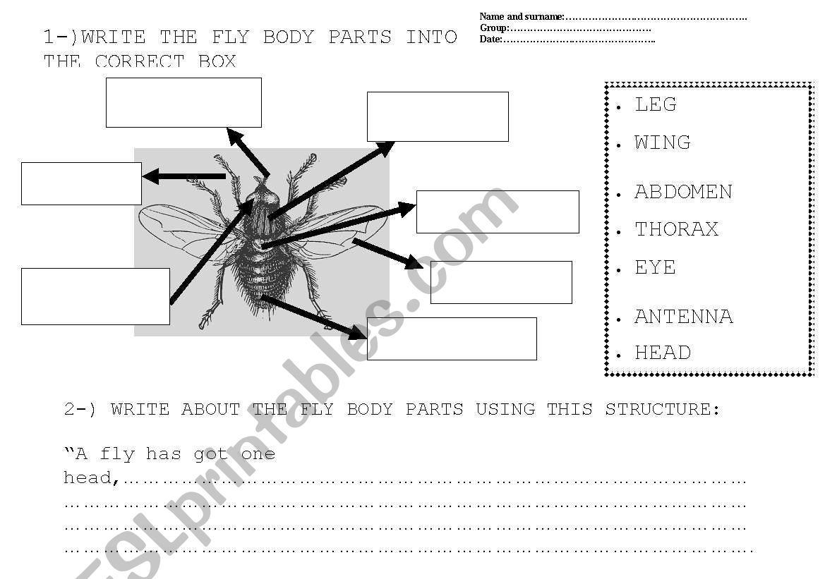 FLY BODY PARTS worksheet