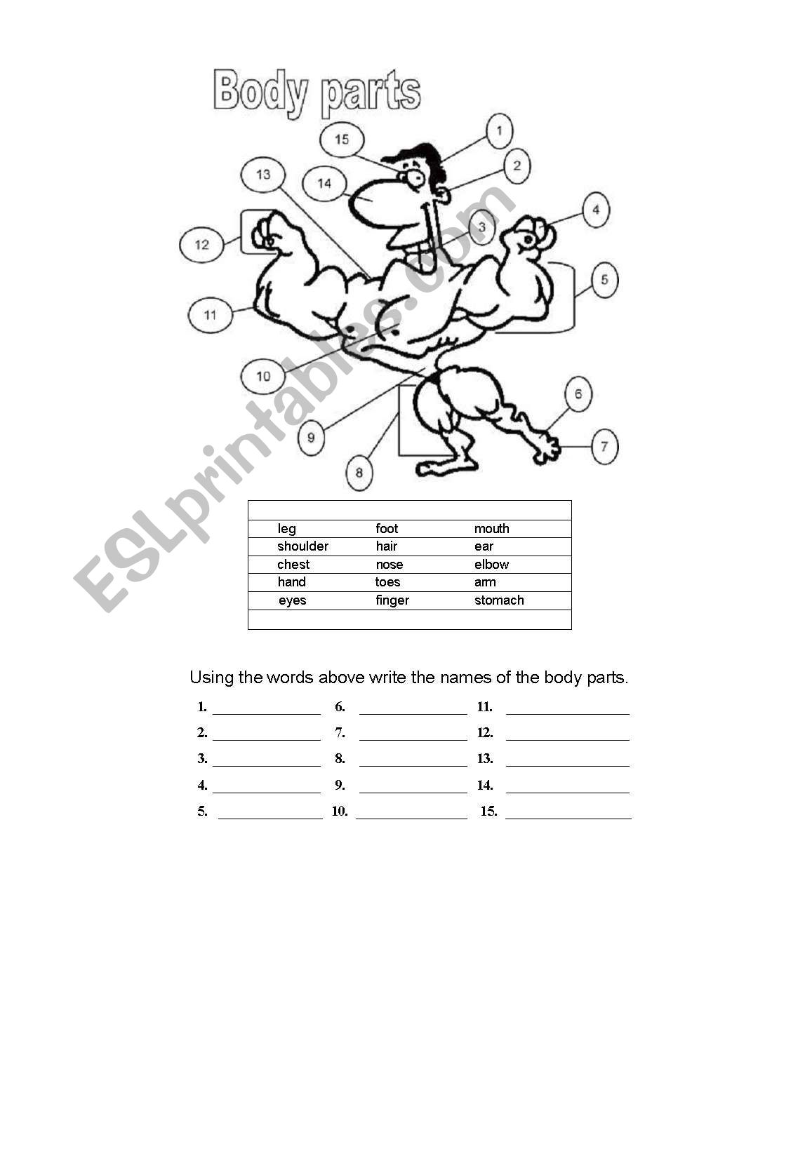 parts of the body worksheet