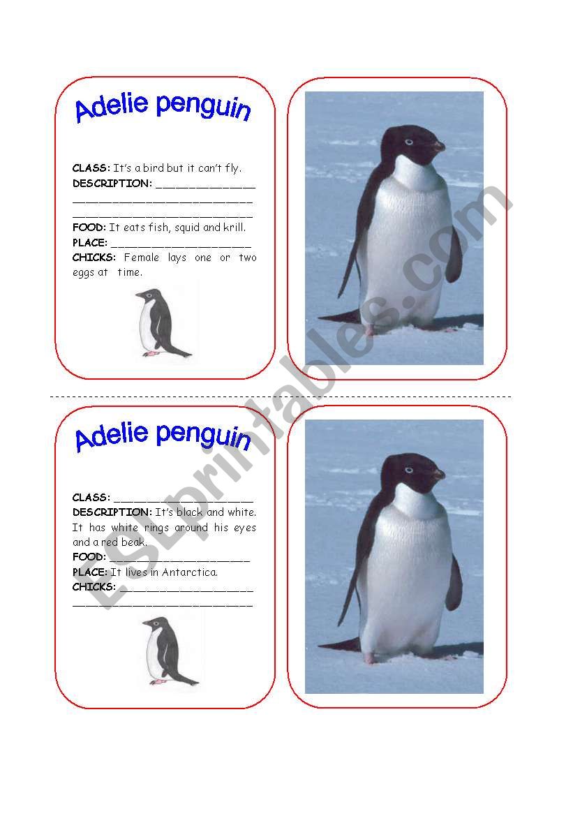 ANIMALS FILES 1 worksheet