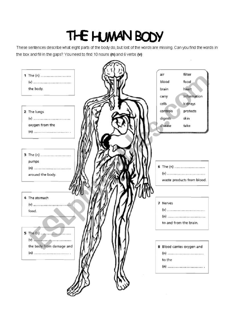 human body worksheet