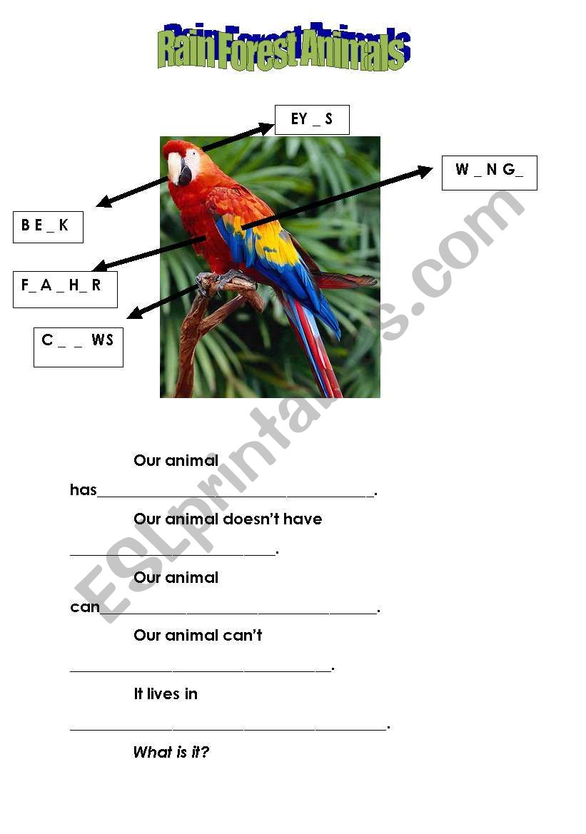 Rainforest animals and body parts