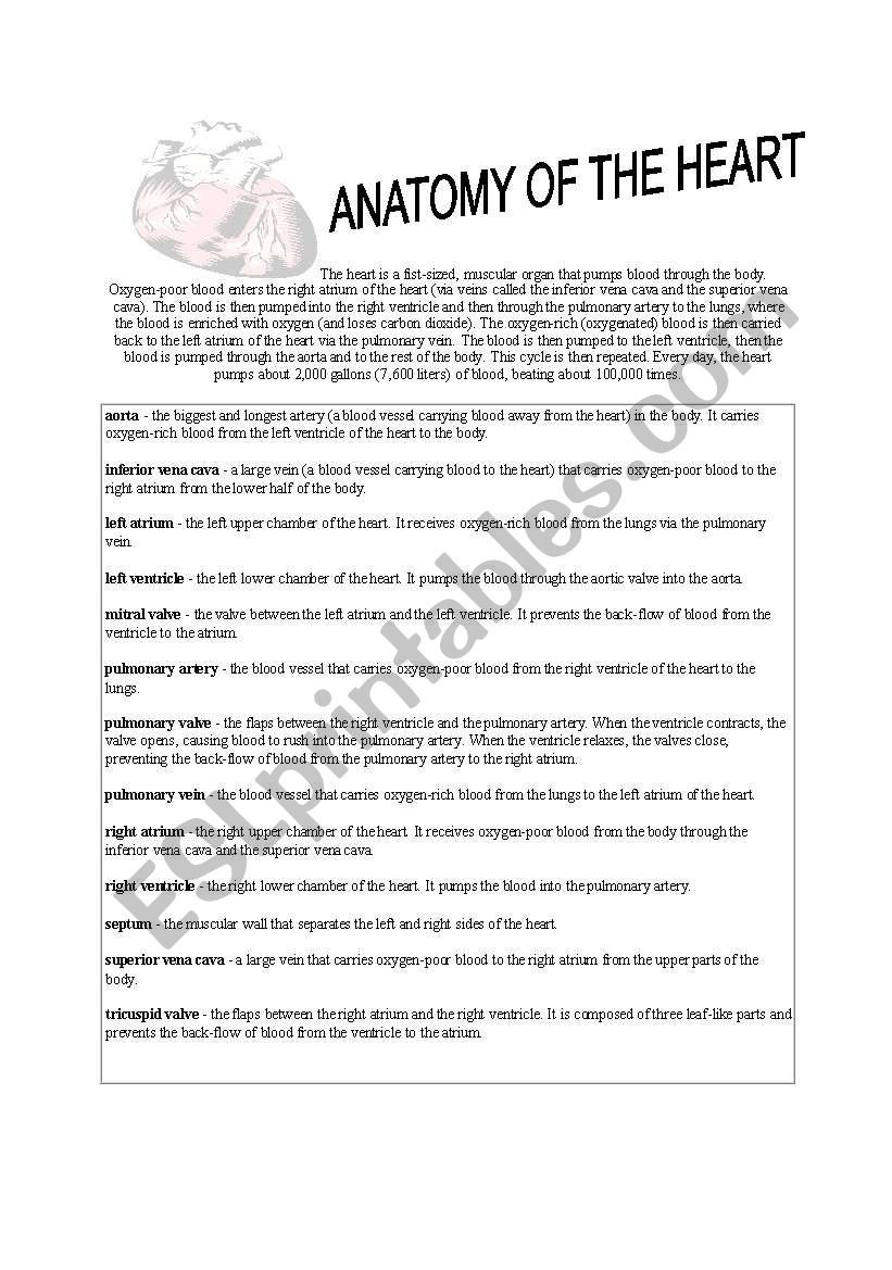 Anatomy of the Heart worksheet