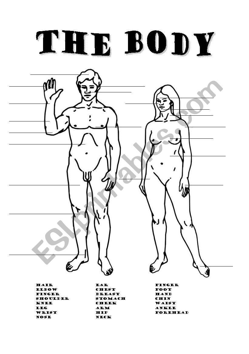 PARTS OF THE BODY worksheet