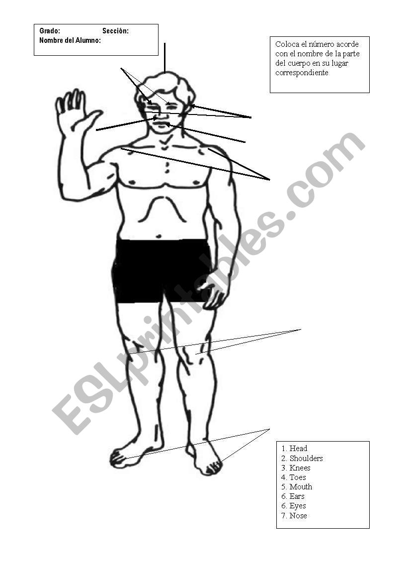 body parts worksheet