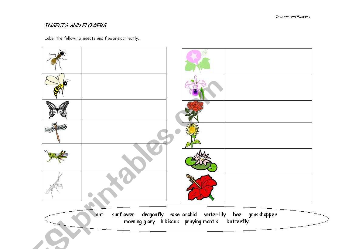 Insects and Flowers worksheet