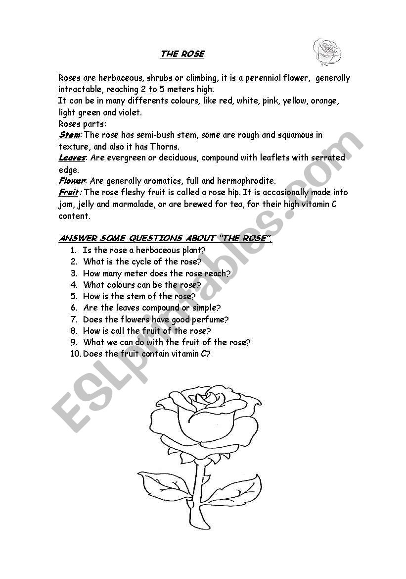 The rose worksheet