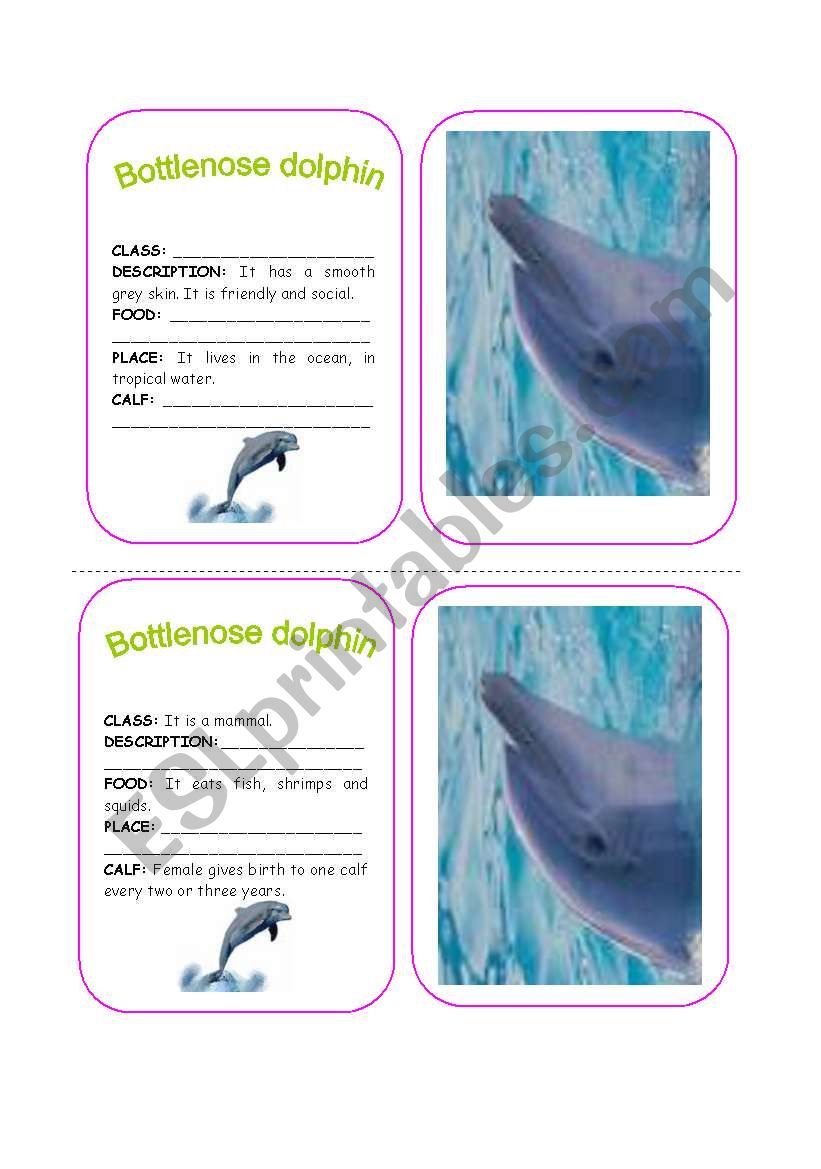 ANIMALS FILES 2 worksheet