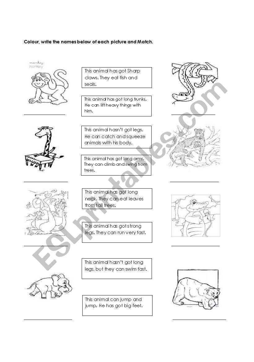 Animals and characteristics worksheet