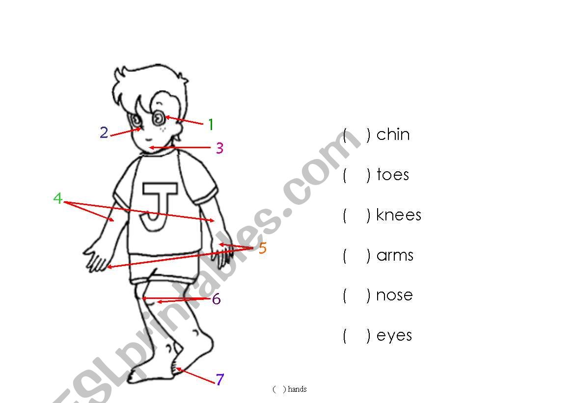 Parts of the body worksheet