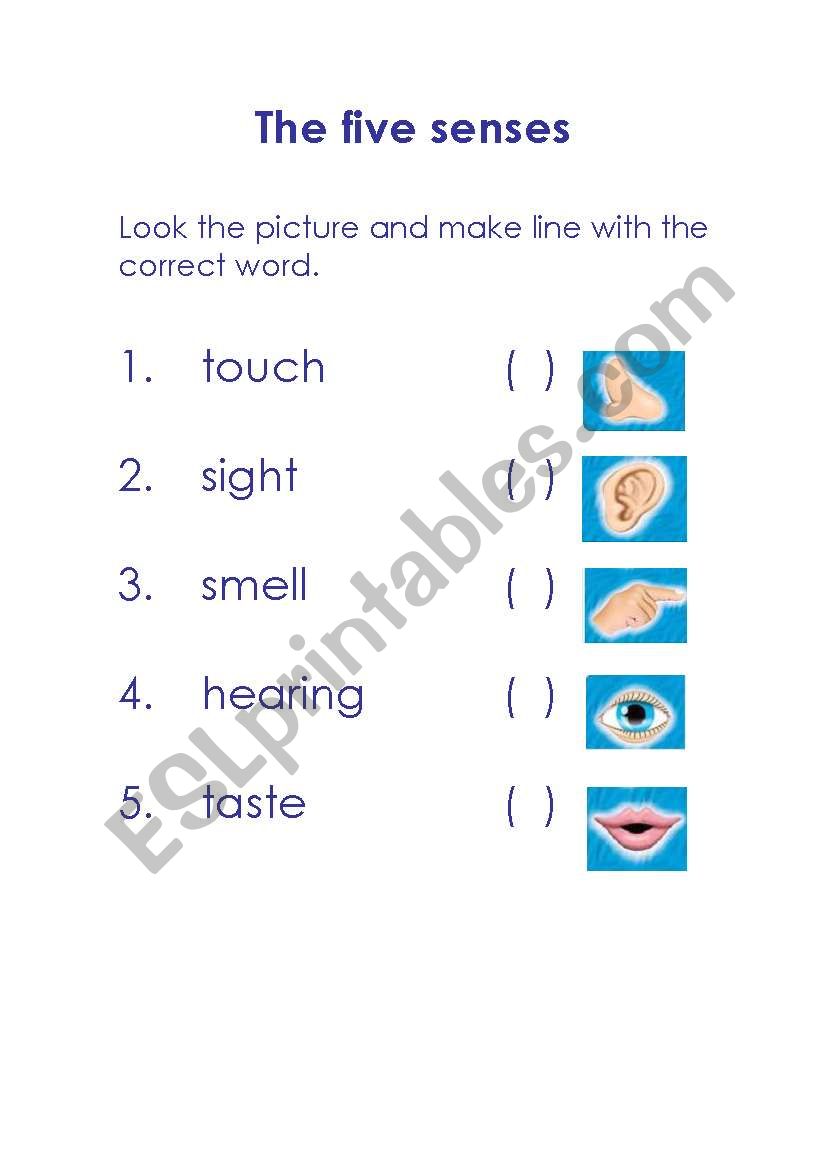 The five senses worksheet