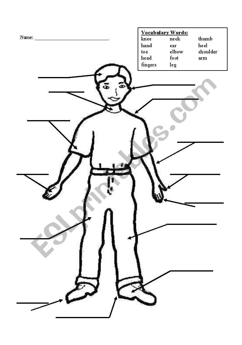 Body Vocabulary Quiz worksheet