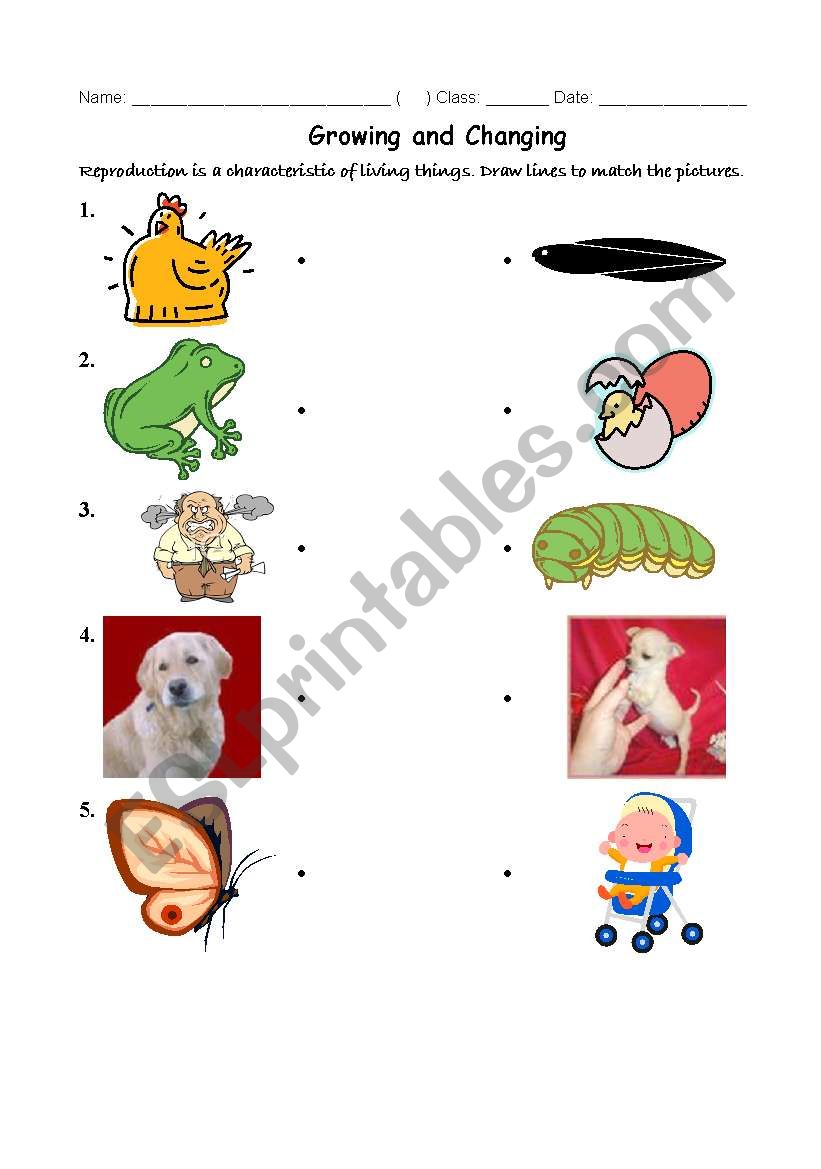 growing animals worksheet